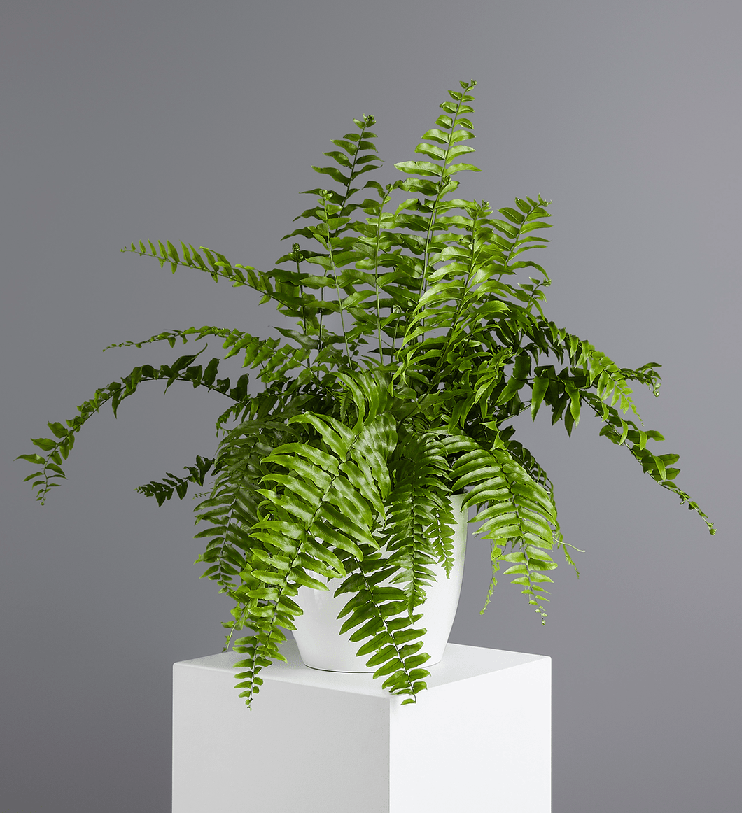 Boston Fern