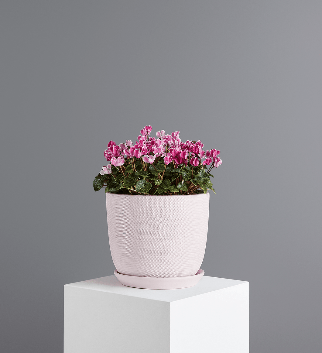 Potted Cyclamen