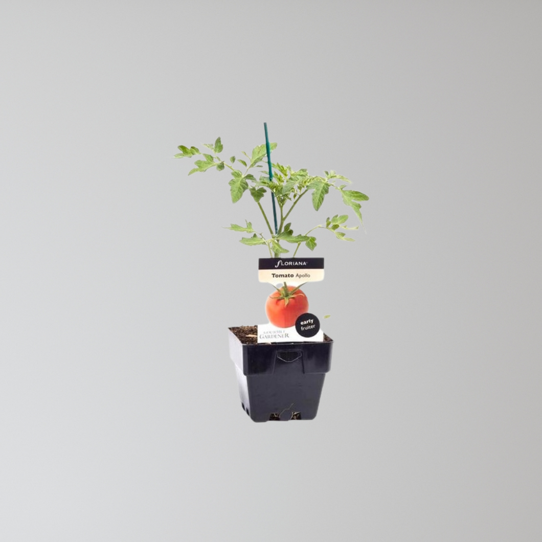 Apollo Tomato Seedling