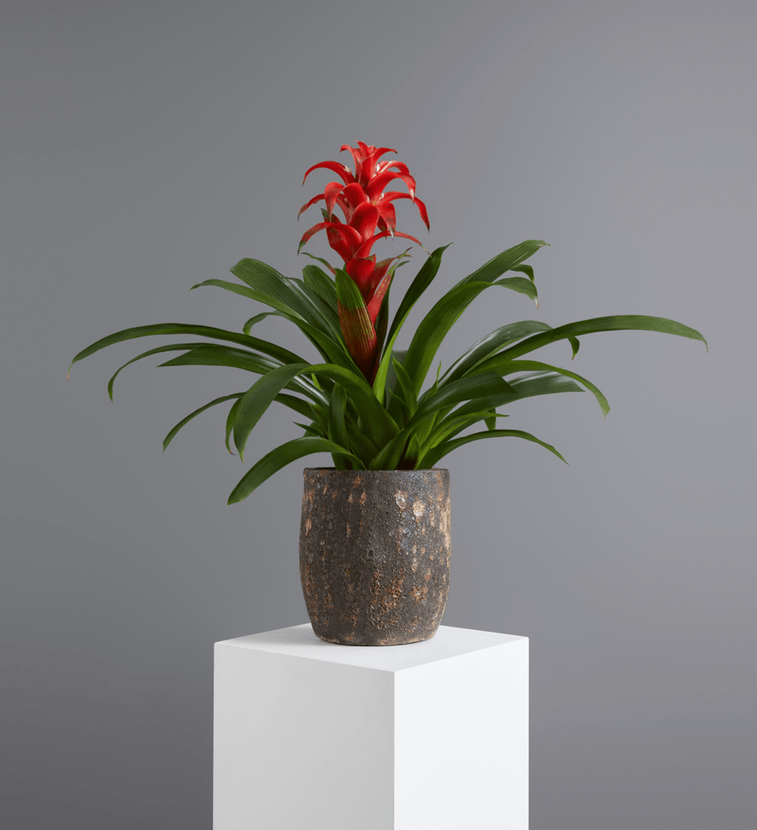 Bromeliads Standard / Standard