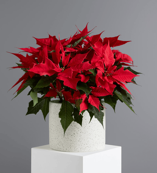 Pointsettia Standard / Standard