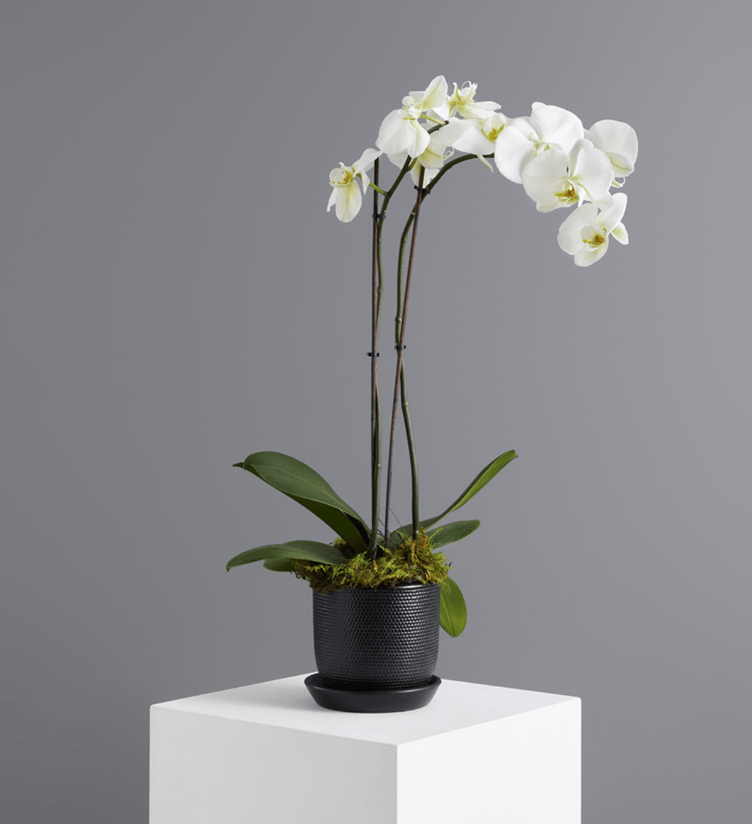 Phalaenopsis Orchid Standard / Standard