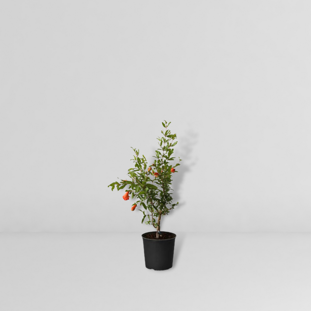 Dwarf Pomegranate Tree