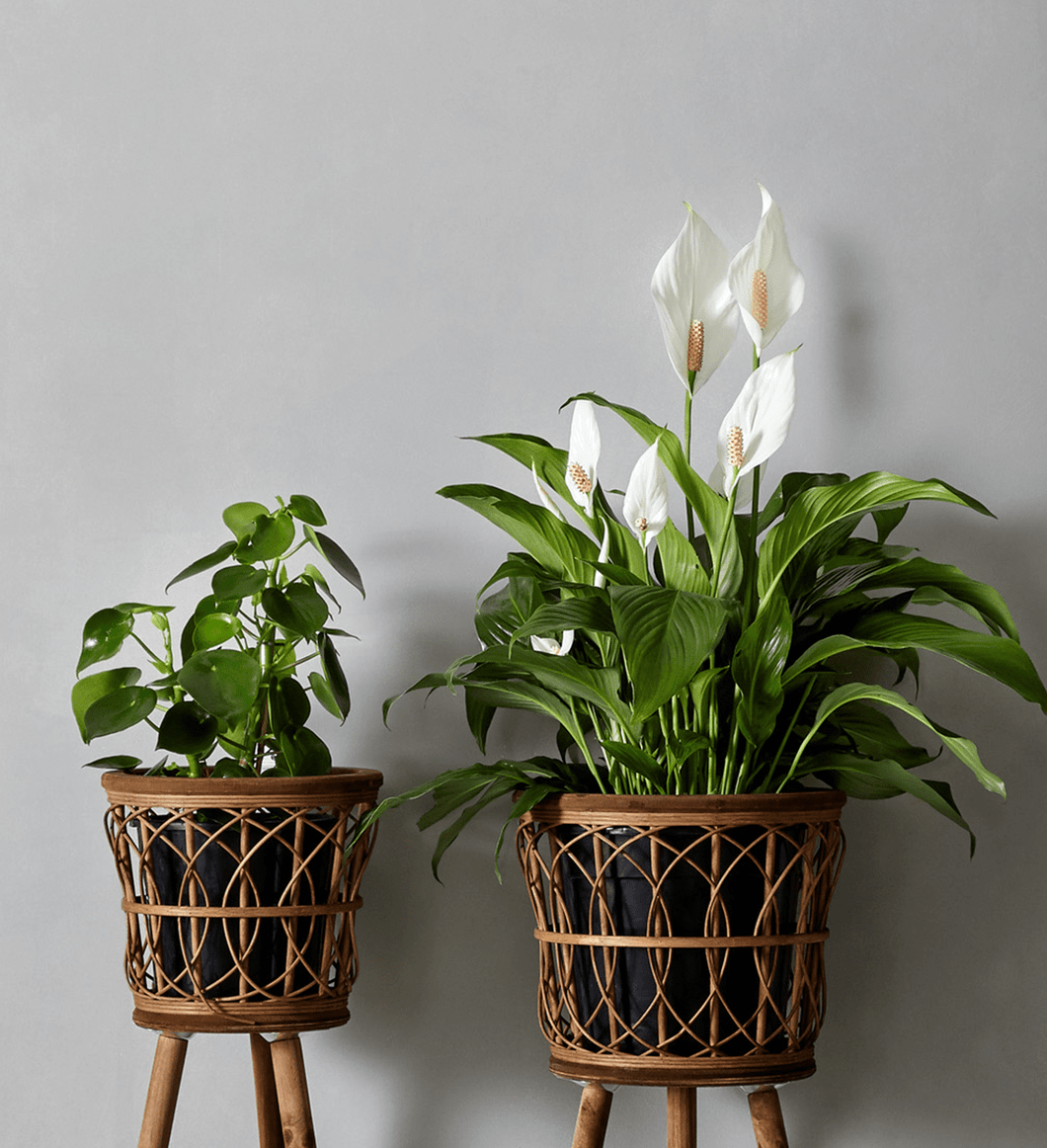 Indoor Plant Seasonal Selection